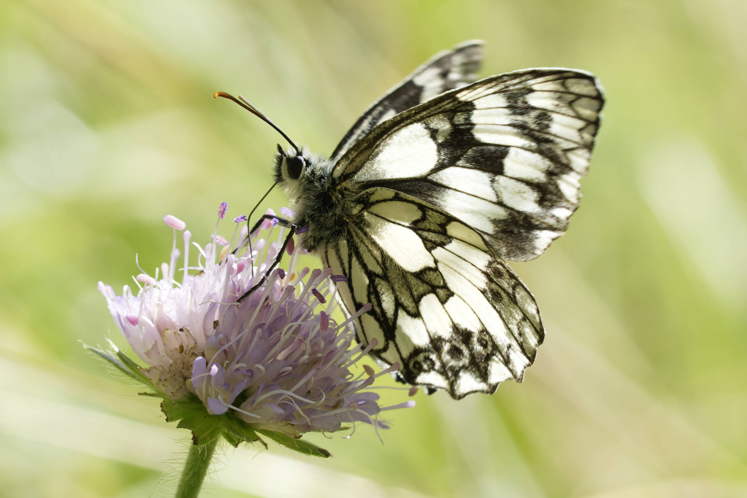 Schachbrett-Schmetterling