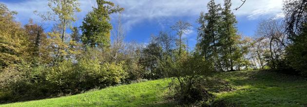 Das Bild zeigt eine grüne Wiese am Hang mit Bäumen im Hintergrund. Die Bäume verlieren langsam ihr Laub.