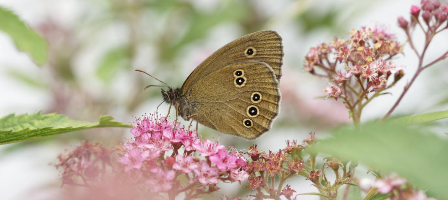 Schmetterling