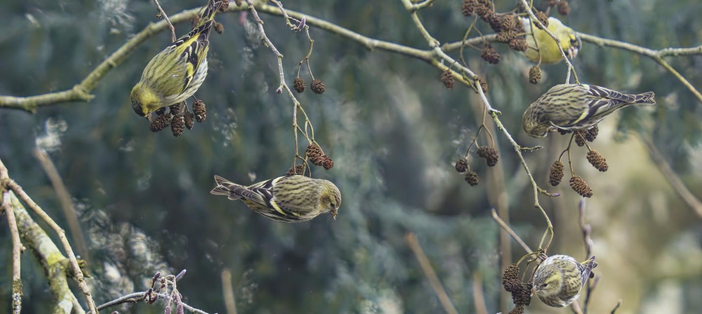 Vögel in einem Baum am fressen.